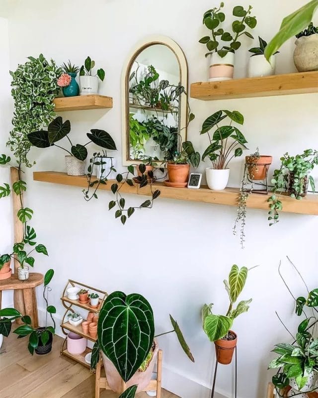 Étagères plantes
