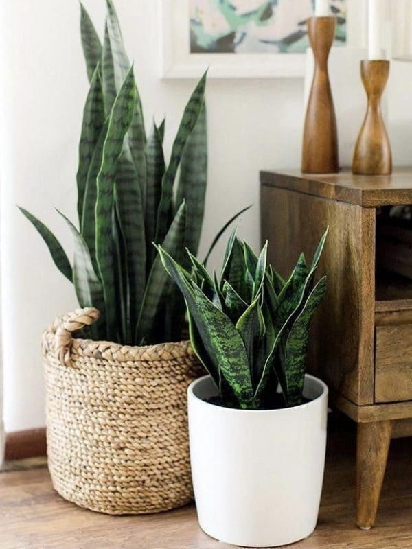 Plantes